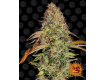 Zkittlez OG Auto - Barney´S Farm