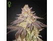 Black Toffee Auto - Green House Seeds