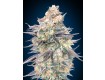 Blue Dream - 00 Seeds