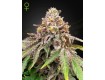 Blue Haze x Gelato 41 Auto – Green House Seeds
