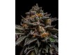 comprar semillas brain cake de rippe seeds