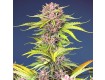 Mimosa Bruce Banner XL Auto - Sweet Seed