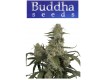 Quasar - Buddha Seeds