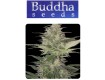 Red Dwarf - Buddha Seeds