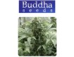 White Dwarf - Buddha Seeds
