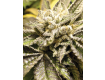 Semillas Canadian Kush Medical Seeds