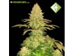 Cannalope Haze - Houseplant seeds