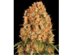 Orange Sherbert – Barney’s Farm