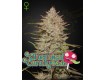 Chemical Candy Auto - Green House Seeds