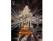 Dark Phoenix - Green House Seeds