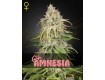 GH Amnesia - Green House Seeds
