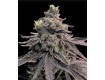 Apple Fritter - Ganja Farmers