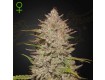 Chemical Candy - Green House Seeds