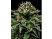 comprar semillas chempie de rippe seeds