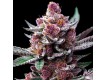 Cherry Poppers - Barney´s Farm - 60% Sativa