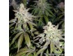 Banana Frosting - Sensi Seeds