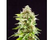 comprar cookies haze - kannabia seeds