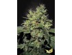 Dutch Dragon - Paradise Seeds