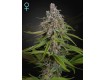 Deep Candy Fem - Green House Seeds