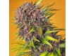 Diablo Rojo XL Auto - Sweet Seeds