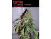 Chocolope - DNA
