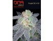 Purple OG #18 - DNA