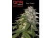 Sour Cream - DNA