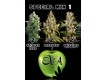 Special Mix 1 - Eva Seeds