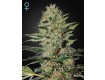 Exodus Cheese Auto CBD - Green House