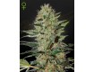 Exodus Cheese Auto - Green House Seeds