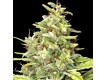 G13 Haze – Barney's Farm