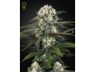 Auto-Bomb - Green House Seeds