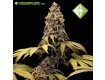 Girl Scout Cookies - Houseplant Seeds