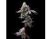 GMO Cookies - Barney´s Farm - 90% Indica