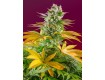 Gorilla Girl F1 Fast Version Sweet Seeds 