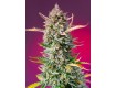 Gorilla Sherbert F1 Fast Version Sweet Seeds 