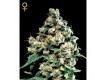 Jack Herer - Green House