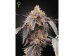 Guava x Gelato 41 Auto – Green House Seeds