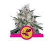 comprar semillas honey cream de royal queen seeds