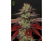 King’s Kush Auto - Green House Seeds 