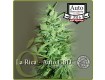 La Rica Auto CBD - Elite Seeds