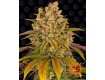 Lemon Tree - Barney´s Farm
