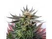 comprar lol de kannabia seeds