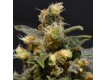 ak cbd seeds