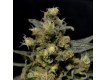 ak cbd seeds