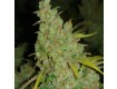 1024 Medical Seeds