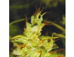 2046 Medical Seeds