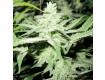 No Name Medical Seeds