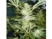 White Widow Medical Seeds