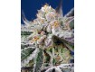 Orange Apricot Glue XL Auto - Sweet Seeds 